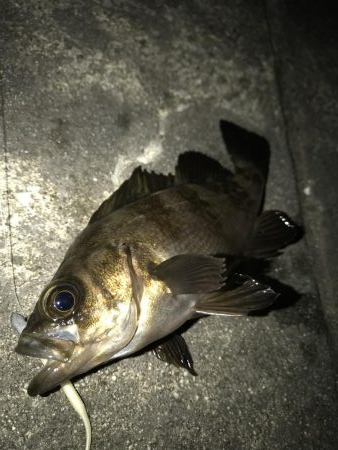 なんとか台風前に