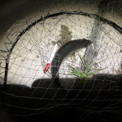 安定のエリア10