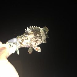 名港ボートマゴチ・根魚