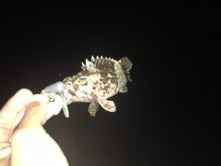 名港ボートマゴチ・根魚