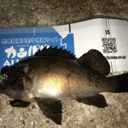 メバルフィーバー継続中！