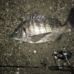 メバルプラッキング…⁇