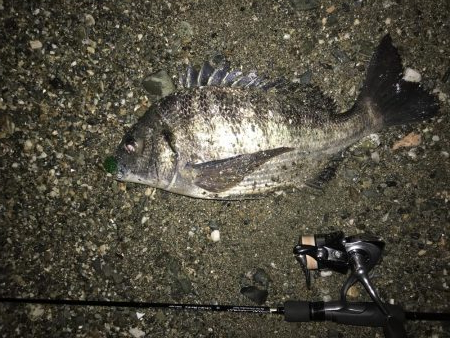 メバルプラッキング…⁇