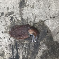 コウイカちゃん^ ^