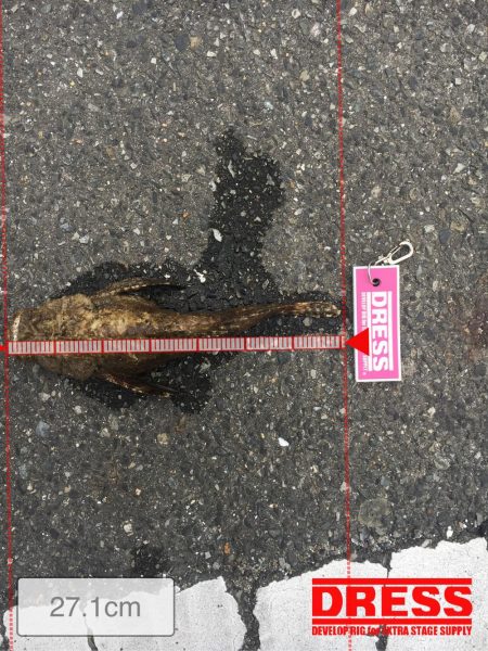 オニオコゼ会長