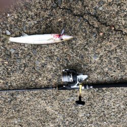 初釣行でカマス