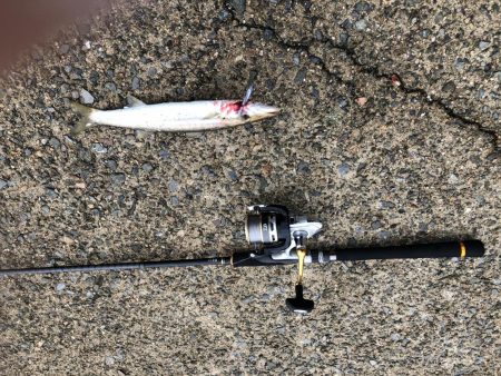 初釣行でカマス