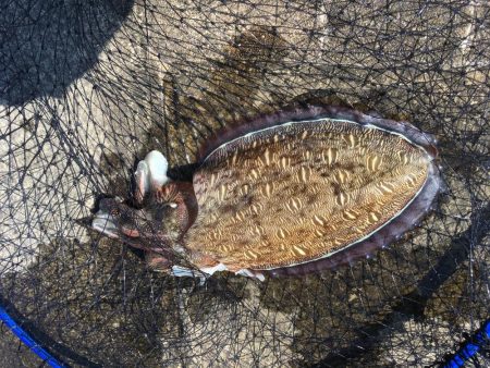 イカとキス(//∇//)