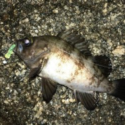 雨の合間のメバリング