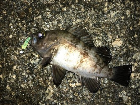 雨の合間のメバリング