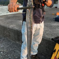 今年初タチウオ！