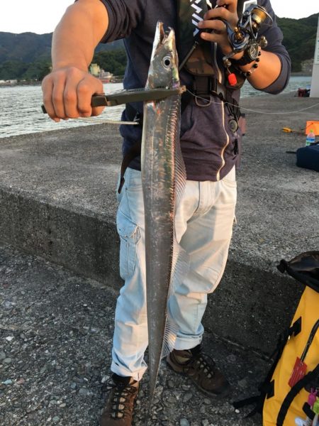 今年初タチウオ！