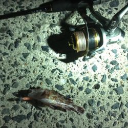 相手はガッシーのみ