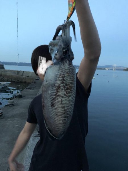 アオリイカ狙いで