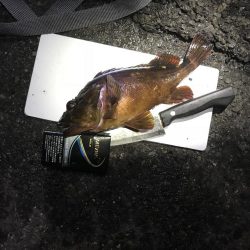 ホゴパラダイス！