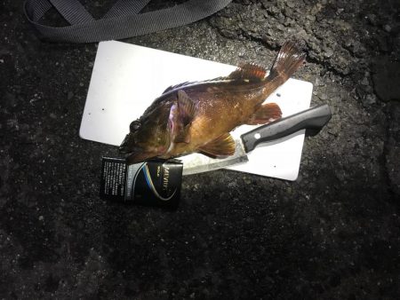 ホゴパラダイス！