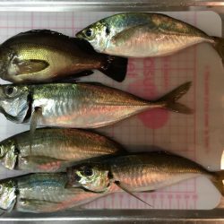 りんくう〜泉大津 メバル、アジ