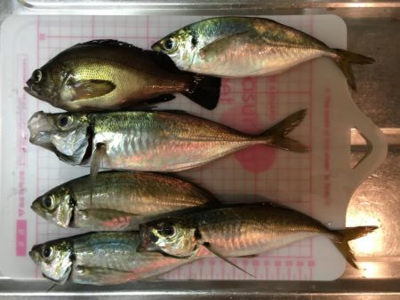 りんくう〜泉大津 メバル、アジ