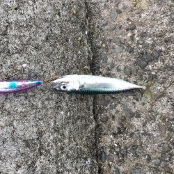 やっぱ師匠はすごいです