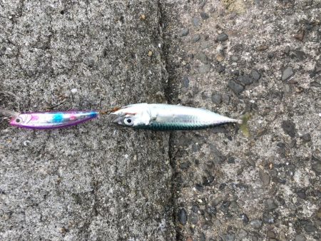 やっぱ師匠はすごいです