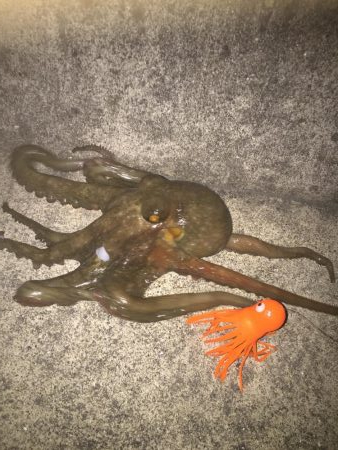 タコ釣れた
