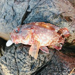 ロックフィッシング