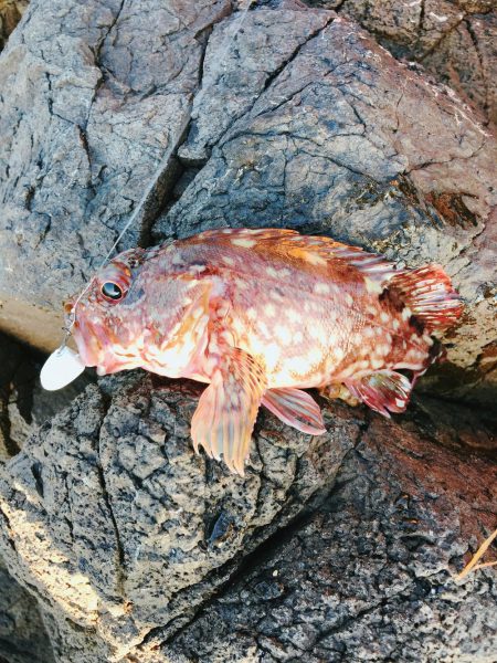 ロックフィッシング