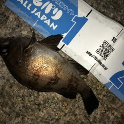 まだまだまだメバリング