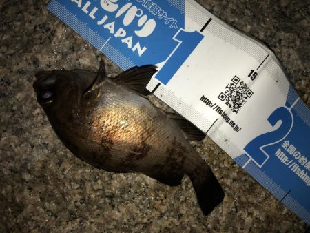 まだまだまだメバリング