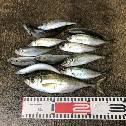アジ釣り⑥