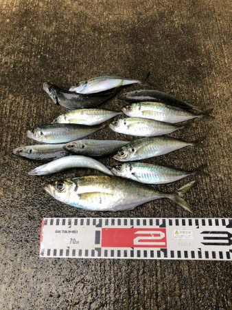 アジ釣り⑥