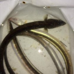 自己記録更新(^。^)