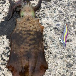 春イカエギング