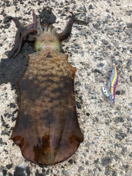 春イカエギング