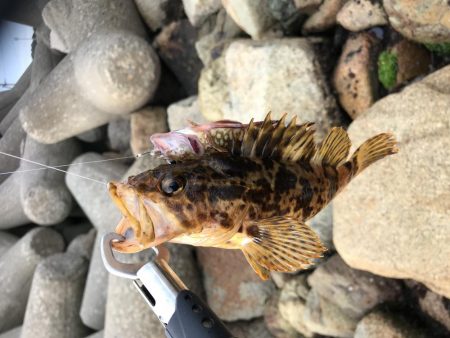 息子と休日釣行