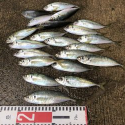 アジ釣り⑦