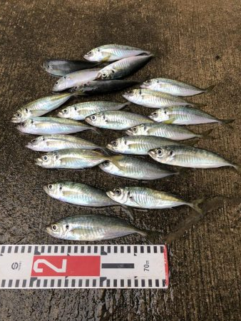 アジ釣り⑦