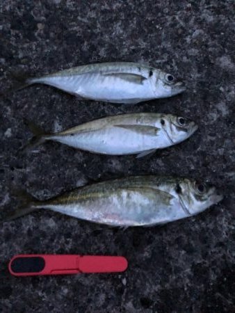 サビキVSアジング