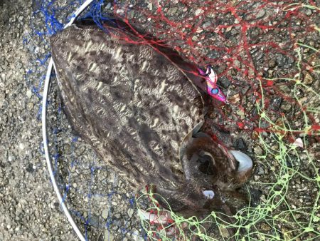 短時間夕まずめエギング