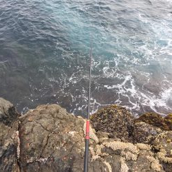 久しぶりの芝渡船