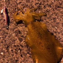 梅雨時期エギング