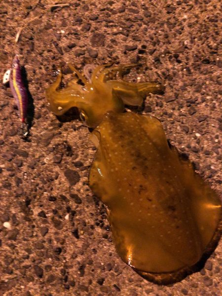 梅雨時期エギング