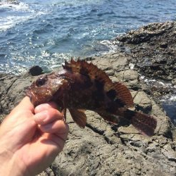 癒しのガシリング