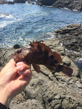 癒しのガシリング