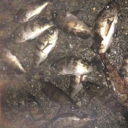 今日も癒しを求めて…