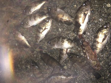 今日も癒しを求めて…