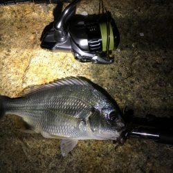 淀川チニング劇シブ&持ち主探してます!