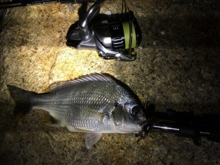 淀川チニング劇シブ&持ち主探してま…