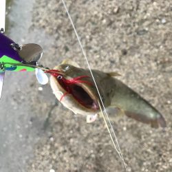 ナマズ釣行