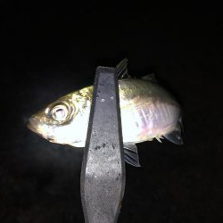 夜中まで粘る！